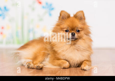 Ein Hund der pomeranian Hund Rasse liegt auf dem Boden Stockfoto