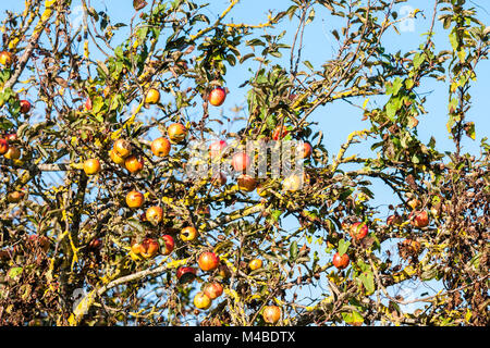 England. Wild wachsende Äpfel am Baum. Der Verzweigungen und Obst. Und blauer Himmel. Stockfoto