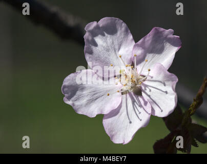Sakura-Blume, Nahaufnahme Stockfoto