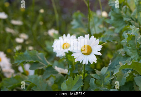 Leucanthemum Vulgare. Oxeye Gänseblümchen im Garten. Stockfoto