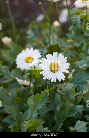 Leucanthemum Vulgare. Oxeye Gänseblümchen im Garten. Stockfoto