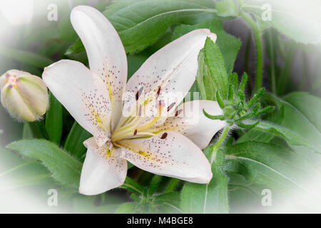 Blüten in eine weiße Lilie hautnah. Stockfoto