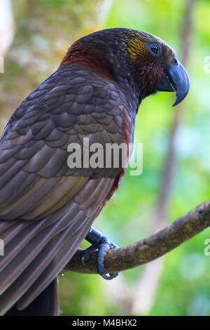 Portrait von Neuseeland parrot Kaka Stockfoto