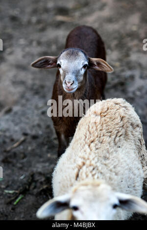 Schafe unter andere Schafe im Hof auf dem Bauernhof. Stockfoto