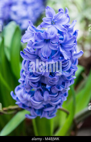 Ein blau, gemeinsame Hyazinthe (Hyacinthus orientalis) in Blume Stockfoto