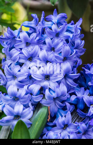 Ein blau, gemeinsame Hyazinthe (Hyacinthus orientalis) in Blume Stockfoto