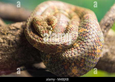 Wimpern Viper (Testudo Schlegelii) kriechend auf einem Zweig Stockfoto