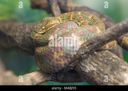 Wimpern Viper (Testudo Schlegelii) kriechend auf einem Zweig Stockfoto