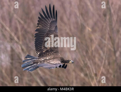 Der Weißkopfseeadler, Haliaeetus leucocephalus, im Kampf mit Moskito Lake Rd, über die North Fork des Nooksack River, Deming, Whatcom County, Washington, USA Stockfoto