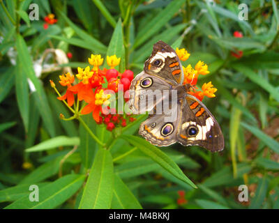 Roßkastanie Schmetterling auf Blume Stockfoto