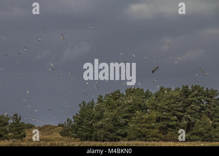 Wasser Vogel und Watt Vögel im Flug Stockfoto