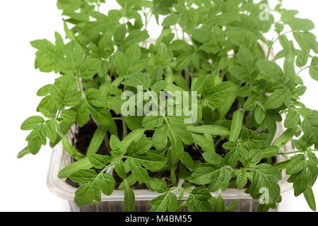 Junge Tomaten Keimlinge in den Container mit dem Boden. Stockfoto