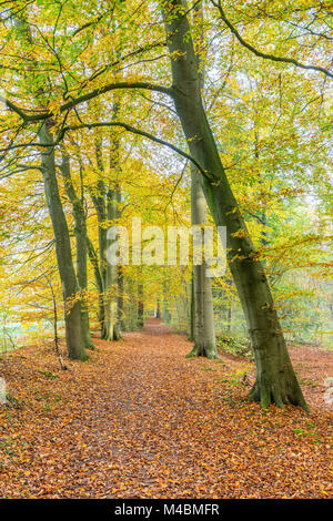 Wanderweg im Wald mit Laub im Herbst abgedeckt Stockfoto