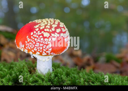 Eine Fliege mit grünem Moos im Herbst Saison agaric Stockfoto