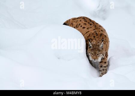 Eurasischen Luchs (Lynx lynx), laufen in tiefem Schnee, Captive, Deutschland Stockfoto