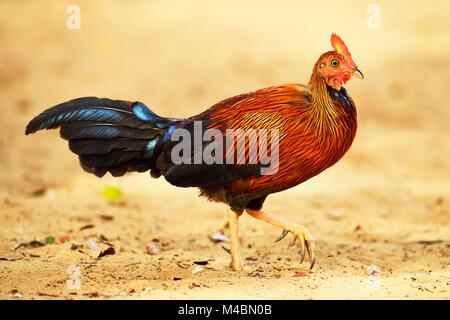 Sri Lanka lafayetii junglefowl (Gallus), laufen, wilpattu Nationalpark, Sri Lanka Stockfoto