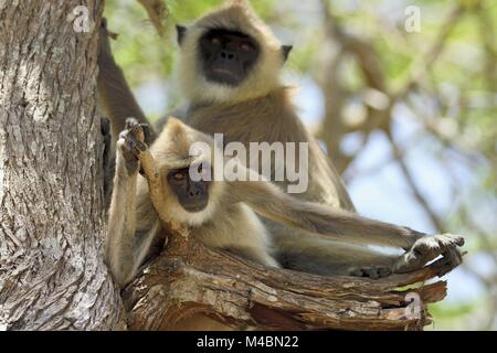 Getuftete grau Langur (Semnopithecus priam), sitzen auf den Zweig, Bundala Nationalpark, Sri Lanka Stockfoto