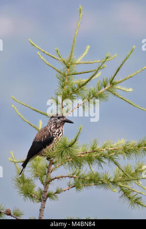 (Nucifraga caryocatactes beschmutzt Nussknacker) sitzt im Baum, Schweiz Stockfoto