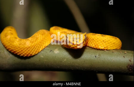 Wimpern Pitviper auf einem Ast im Dschungel Costa ricas Stockfoto