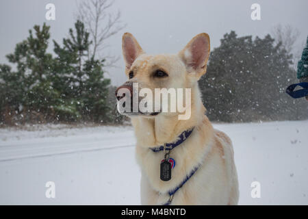 Weißer Schäferhund Portrait im Schnee Stockfoto
