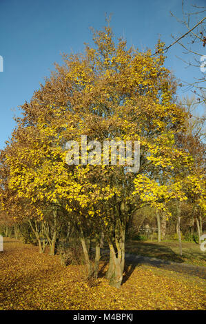 Acer campestre, Feld Ahorn, Herbst Blätter, Samen Stockfoto