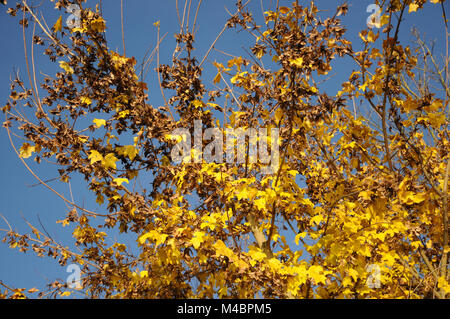 Acer campestre, Feld Ahorn, Herbst Blätter, Samen Stockfoto