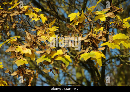 Acer campestre, Feld Ahorn, Herbst Blätter, Samen Stockfoto