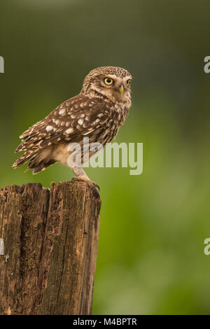 Steinkauz (Athene noctua) sitzt auf Baumstumpf, Rheinland-Pfalz, Deutschland Stockfoto