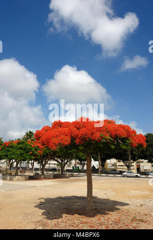 Israel Blumen - delonix Regia Stockfoto