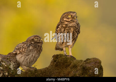 Zwei Steinkäuze (Athene noctua), Erwachsenen und jungen Tier, Rheinland-Pfalz, Deutschland Stockfoto