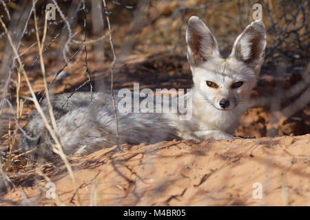 Cape Fox (Vulpes chama), erwachsene Frau im Fuchsbau, alert Lügen, Kgalagadi Transfrontier Park, Northern Cape, Südafrika Stockfoto