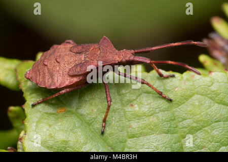 Dock Bug Nymphe (Coreus Marginatus) auf einem Dock leaf. Tipperary, Irland. Stockfoto