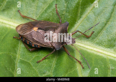 Wald Shieldbug (Pentatoma rufipes) ruht auf einem Dock leaf. Tipperary, Irland. Stockfoto