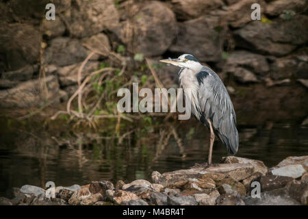 Graureiher (Ardea cinerea) ruht auf Felsen am Fluss Suir, Cahir, Tipperary, Irland. Stockfoto