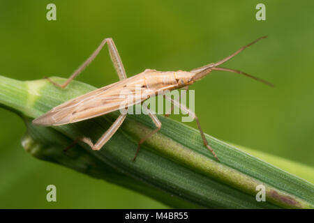 Gras Bug (Stenodema laevigata) oben auf Gras Stammzellen thront. Tipperary, Irland. Stockfoto