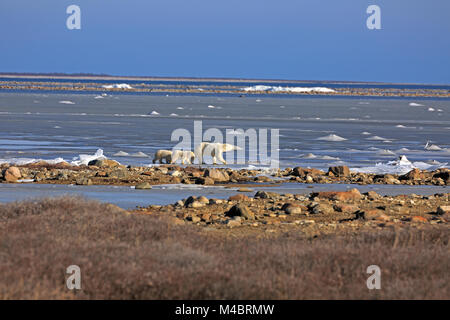 Eisbären an der Küste der Hudson Bay Stockfoto