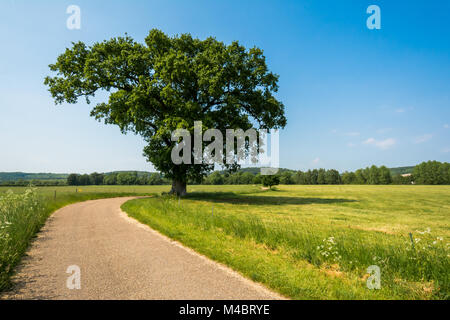 Eine majestätische Eiche ist ein Englischer Country Lane in einem üppigen, grünen Landschaft an einem sonnigen Nachmittag in Buckinghamshire, England © Jeremy Graham Stockfoto