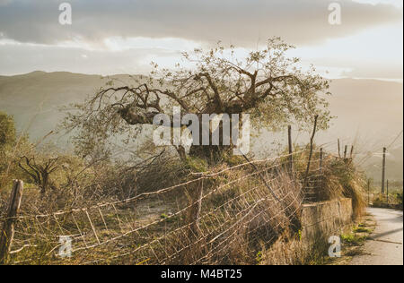 Eine beschnittene Olivenbaum bei Sonnenuntergang im Sizilianischen courntryside Stockfoto