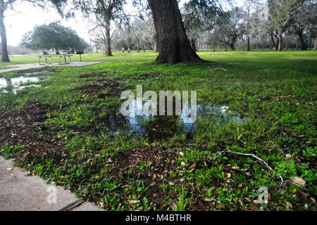 Nach einem Winter Regen in einer TX State Park. Stockfoto