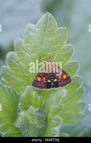 Gemeinsame Purple and Gold. Pyrausta purpuralis Stockfoto