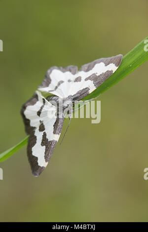 , Pieris Rapae Stockfoto