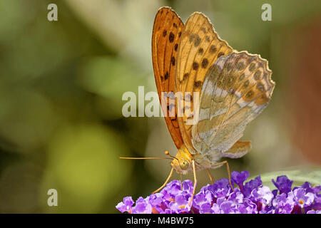 Silber-washed Fritillary Stockfoto