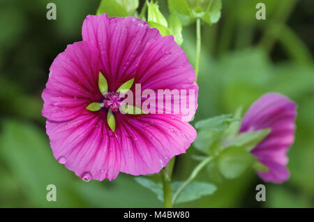 Malope trifida Stockfoto