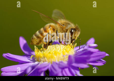 Biene auf einer Aster Stockfoto