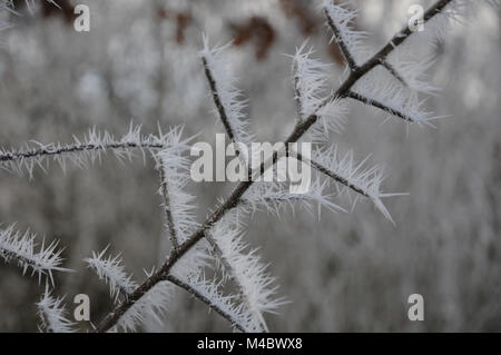 Prunus spinosa, Black Thorn, White Frost, Eis Stockfoto