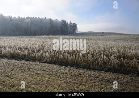 Sinapis alba, Gelber Senf, White Frost, Nebel Stockfoto