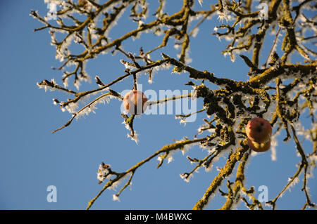 Malus sylvestris, Europäische Crab Apple, White Frost Stockfoto