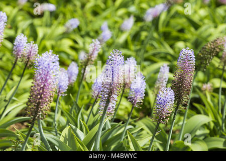 Blue Ginger - Dichorisandra thyrsiflora - Brasilien Stockfoto