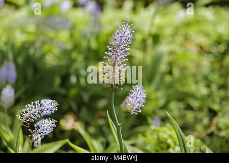 Blue Ginger - Dichorisandra thyrsiflora - Brasilien Stockfoto