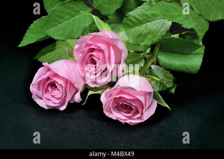 Rosa Rosen Blumenstrauß auf schwarzem Hintergrund. Stockfoto